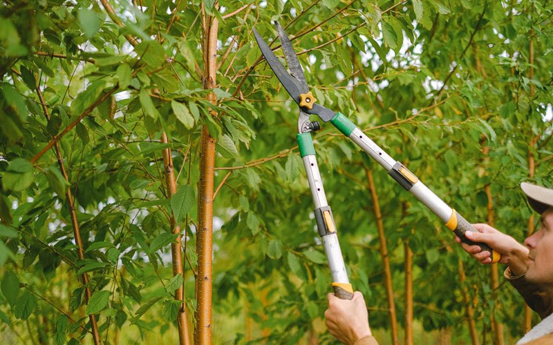Tree trimming in Clackamas, OR